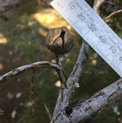 Callitris endlicheri (Black Cypress Pine) at Crowther, NSW - 27 Jun 2025 by Frecko