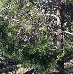 Callitris endlicheri at Crowther, NSW - 27 Jun 2025 02:35 PM