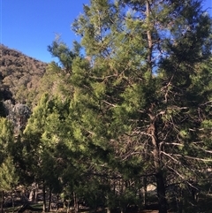 Callitris endlicheri at Crowther, NSW - 27 Jun 2025 02:35 PM
