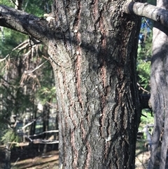 Callitris endlicheri at Crowther, NSW - 27 Jun 2025 02:35 PM
