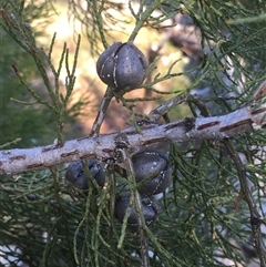 Callitris endlicheri at Crowther, NSW - 27 Jun 2025 02:35 PM