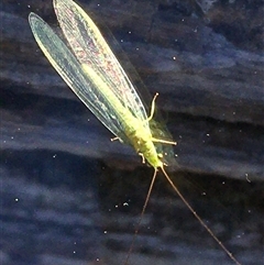 Mallada sp. (genus) (Green lacewing) at Crowther, NSW - 27 Jun 2025 by Frecko