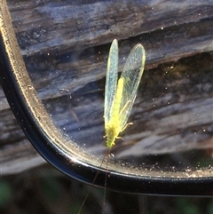 Mallada sp. (genus) at Crowther, NSW - 27 Jun 2025 02:15 PM