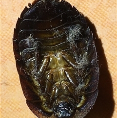 Laxta sp. (genus) (Bark cockroach) at Crowther, NSW - 27 Jun 2025 by Frecko