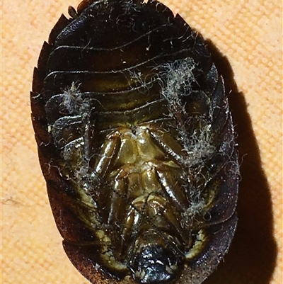 Laxta sp. (genus) (Bark cockroach) at Crowther, NSW - 27 Jun 2025 by Frecko