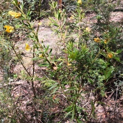Gompholobium (genus) at Bargo, NSW - 16 Oct 2022 by Snows