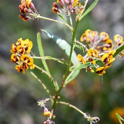 Daviesia corymbosa at Bargo, NSW - 14 Oct 2022 by Snows