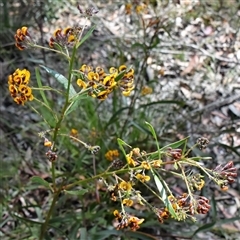 Daviesia corymbosa at Bargo, NSW - 14 Oct 2022 12:21 PM