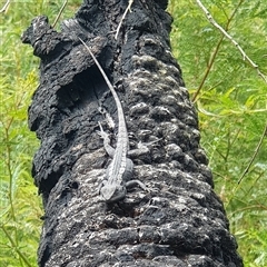 Amphibolurus muricatus (Jacky Lizard) at Bargo, NSW - 19 Oct 2022 by Snows