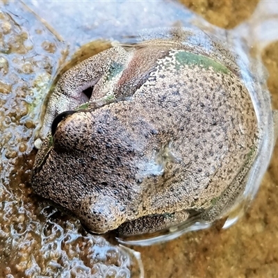 Litoria citropa at Bargo, NSW - 15 Oct 2022 by Snows
