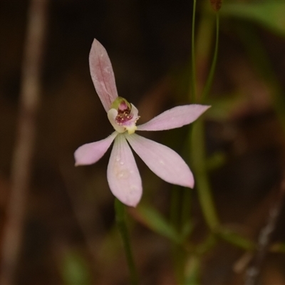 Caladenia carnea (Pink Fingers) at Bargo, NSW - 8 Oct 2022 by Snows