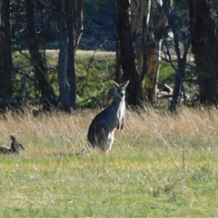 Macropus giganteus (Eastern Grey Kangaroo) at West Albury, NSW - Today by DeanoThommo