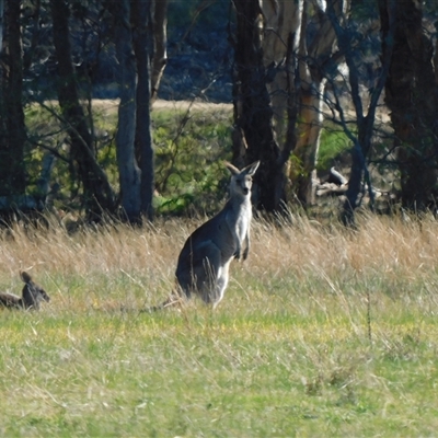 Macropus giganteus (Eastern Grey Kangaroo) at West Albury, NSW - Today by DeanoThommo