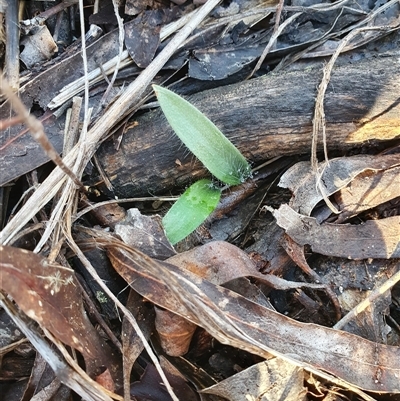 Glossodia major (Wax Lip Orchid) at Aranda, ACT - Yesterday by Bubbles