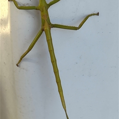 Ctenomorpha marginipennis at Gilmore, ACT - Yesterday by Melmo