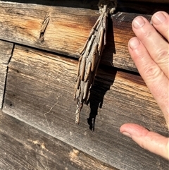 Metura elongatus (Saunders' case moth) at Gilmore, ACT - Today by Melmo