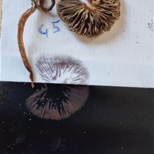 Hypholoma sp. at Laurieton, NSW - 24 Jun 2025 by Gilligan