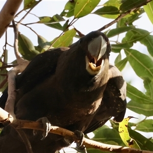 Calyptorhynchus lathami lathami (Glossy Black-Cockatoo) at Moruya, NSW - 15 Jun 2025 by LisaH