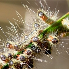 Lepidoptera unclassified IMMATURE (caterpillar or pupa or cocoon) at Moruya, NSW - 21 Apr 2025 by LisaH