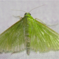 Parotis (genus) (A Crambid moth (Spilomelinae)) at Abergowrie, QLD - 20 Oct 2008 by PJH123
