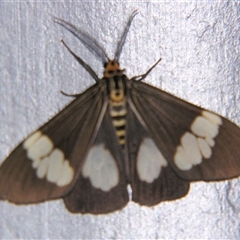 Nyctemera baulus (Asian Magpie Moth) at Abergowrie, QLD - 20 Oct 2008 by PJH123