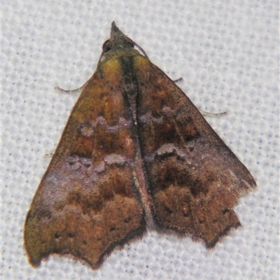 Axiocteta oenoplex (Erebinae) at Abergowrie, QLD - 20 Oct 2008 by PJH123