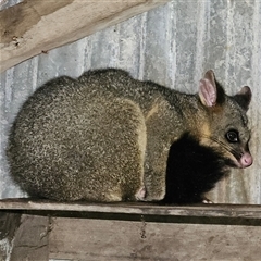 Trichosurus vulpecula (Common Brushtail Possum) at Braidwood, NSW - Today by MatthewFrawley
