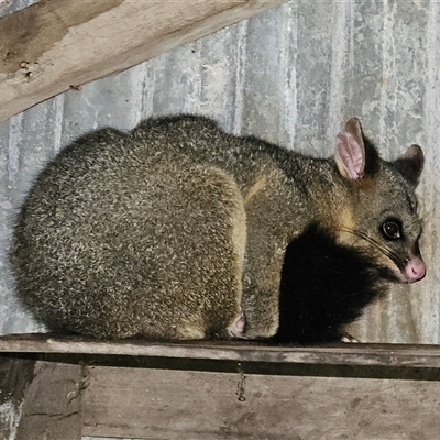 Trichosurus vulpecula (Common Brushtail Possum) at Braidwood, NSW - Today by MatthewFrawley