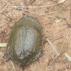 Chelodina longicollis at Tyndale, NSW - 20 Jun 2025 01:06 PM