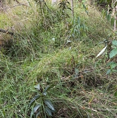 Rhodomyrtus psidioides at Caparra, NSW - Today by maznee