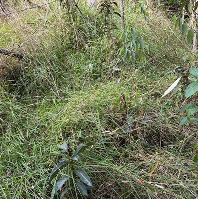 Rhodomyrtus psidioides at Caparra, NSW - Today by maznee