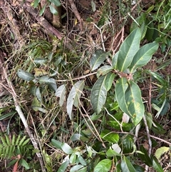 Rhodomyrtus psidioides at Caparra, NSW - 29 Jun 2025 02:03 PM