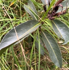Rhodomyrtus psidioides at Caparra, NSW - 29 Jun 2025 02:03 PM