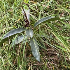Rhodomyrtus psidioides at Caparra, NSW - 29 Jun 2025 02:03 PM