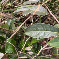 Rhodomyrtus psidioides at Caparra, NSW - 29 Jun 2025 02:03 PM