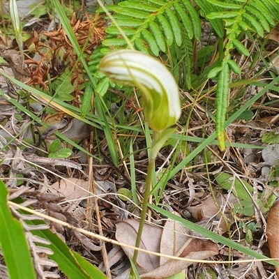 Unverified Orchid at Diggers Camp, NSW - 20 Jun 2025 by Topwood