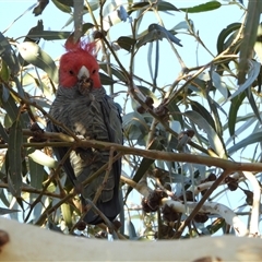 Callocephalon fimbriatum (Gang-gang Cockatoo) at Fisher, ACT - Today by LineMarie