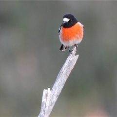 Petroica boodang (Scarlet Robin) at Fisher, ACT - Yesterday by LineMarie