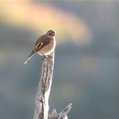 Petroica boodang at Fisher, ACT - 29 Jun 2025 03:54 PM
