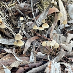 Mycena sp. (genus) (Mycena) at Kambah, ACT - 29 Jun 2025 by LineMarie