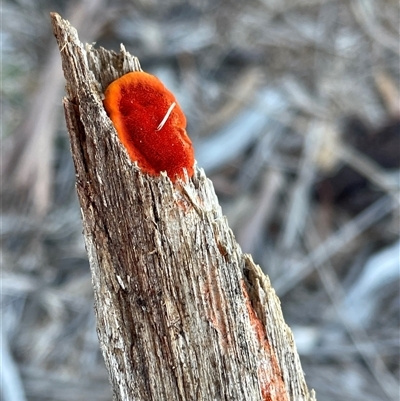 Trametes coccinea (Scarlet Bracket) at Kambah, ACT - 29 Jun 2025 by LineMarie