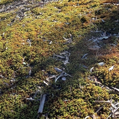 Unverified Plant at Fraser, ACT - Yesterday by R0ger