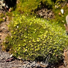 Funaria hygrometrica at Yass River, NSW - Yesterday by SenexRugosus