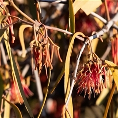 Amyema miquelii at Whitlam, ACT - 27 Jun 2025 by Untidy