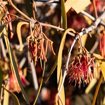 Amyema miquelii at Whitlam, ACT - 27 Jun 2025 by Untidy