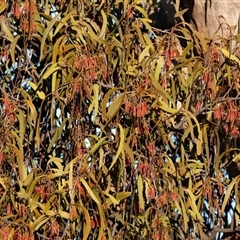 Amyema miquelii at Whitlam, ACT - 27 Jun 2025 06:19 PM