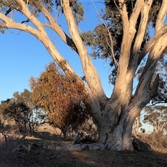 Amyema miquelii at Whitlam, ACT - 27 Jun 2025 06:19 PM