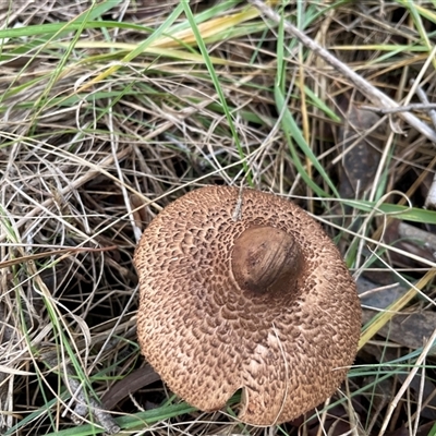 Agarics gilled fungi at Bruce, ACT - 17 Jun 2025 by Dora