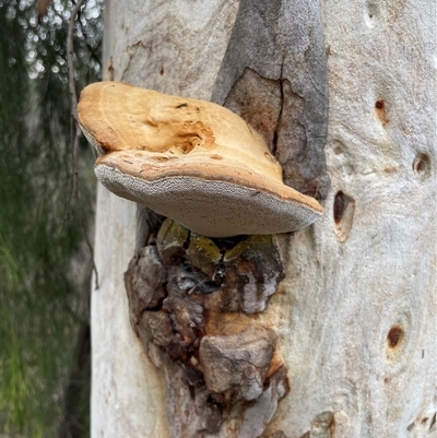 Unverified Pored or somewhat maze-like on underside [bracket polypores] at Bruce, ACT - 17 Jun 2025 by Dora