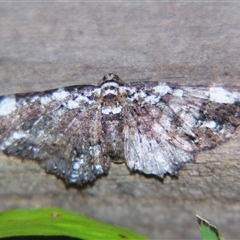 Unverified Geometer moth (Geometridae) at Abergowrie, QLD - 20 Oct 2008 by PJH123